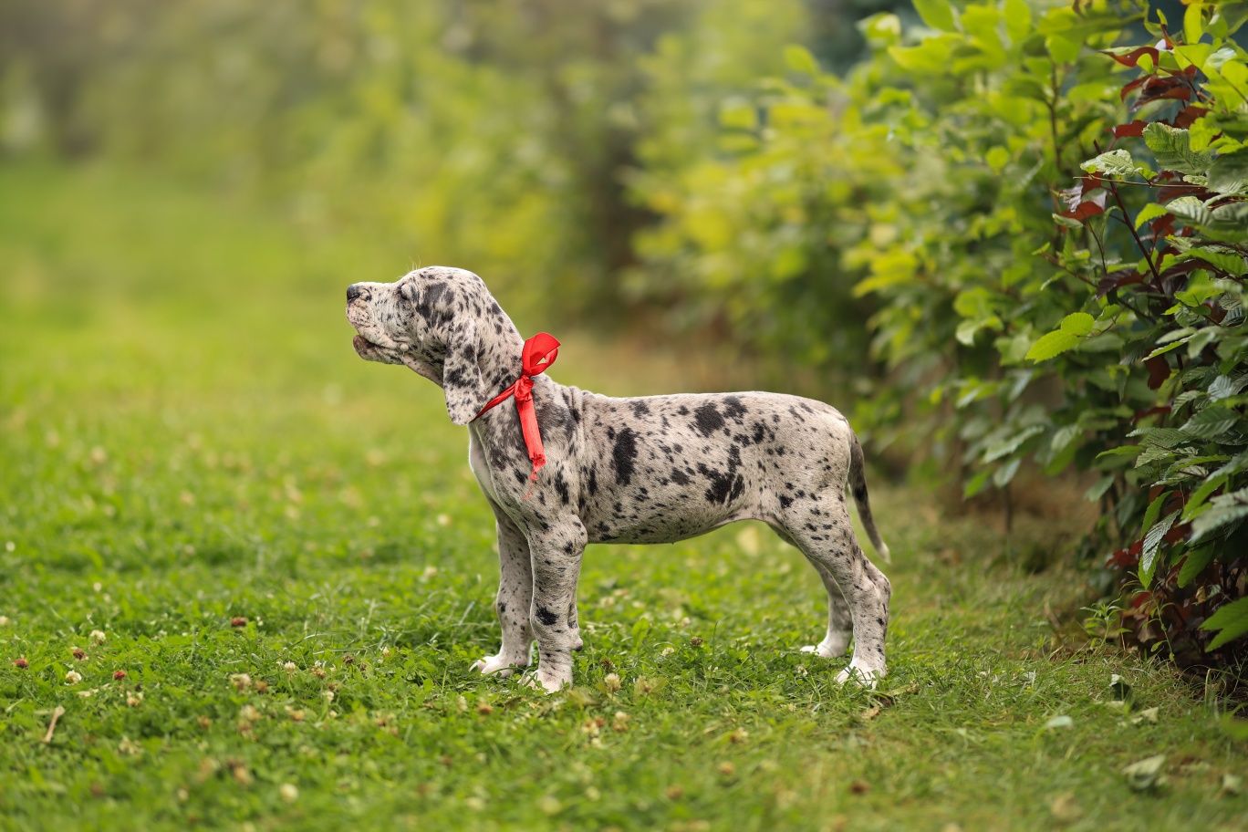 Gotowy na nowy dom. Nietuzinkowy dog niemiecki FCI merle