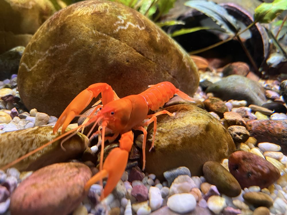 Cherax snowden Irianto red rak akwariowy