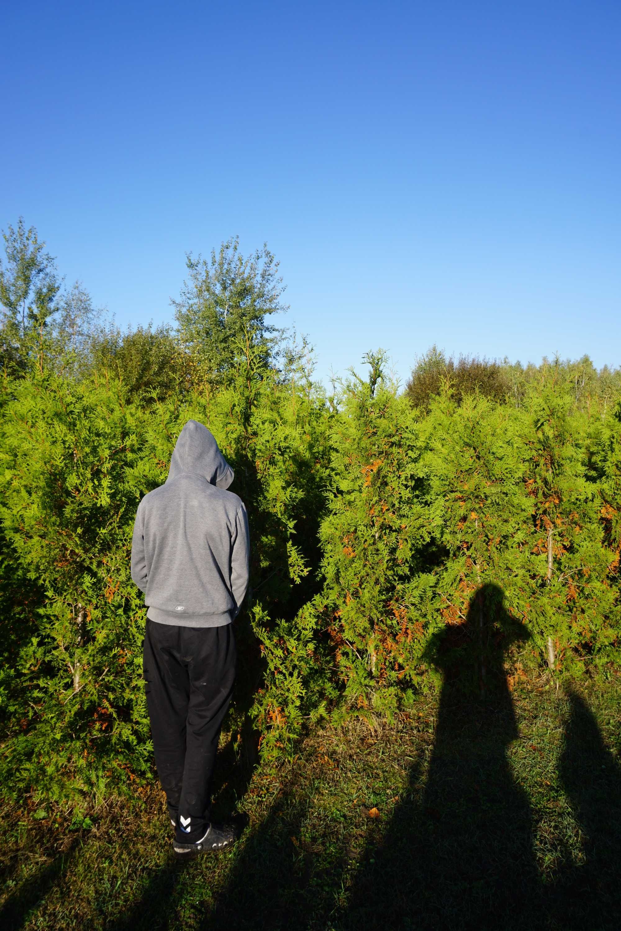 200cm _‼️_ thuja BRABANT _‼️_ tuja szpalerowa żywopłot ‼️ TRANSPORT ‼️