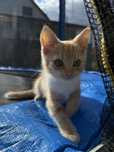 Рудий котик