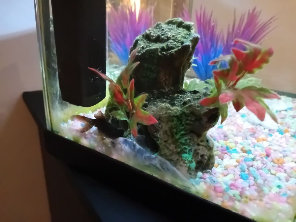 Aquário completo + 2 peixes