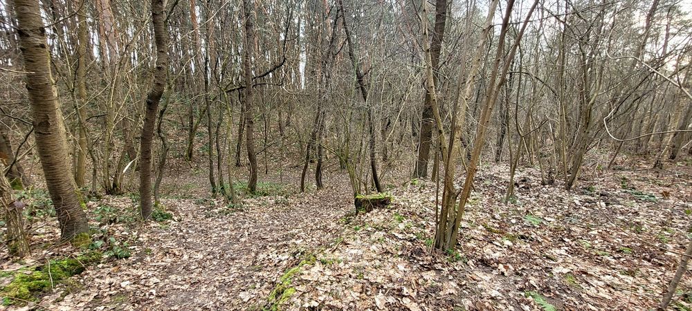 Działka budowlana Ożarów z dużym własnym lasem 1.85ha