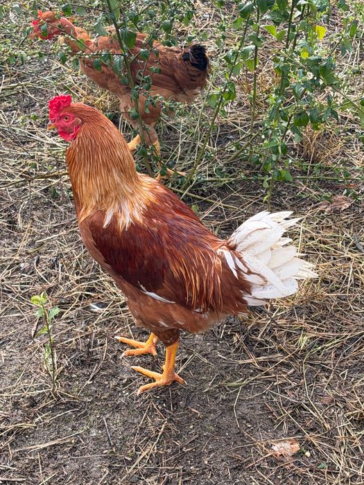 Galo Brahma e também galo da raça das galinhas poedeiras