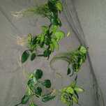 Anubias rosliny akwarystyka