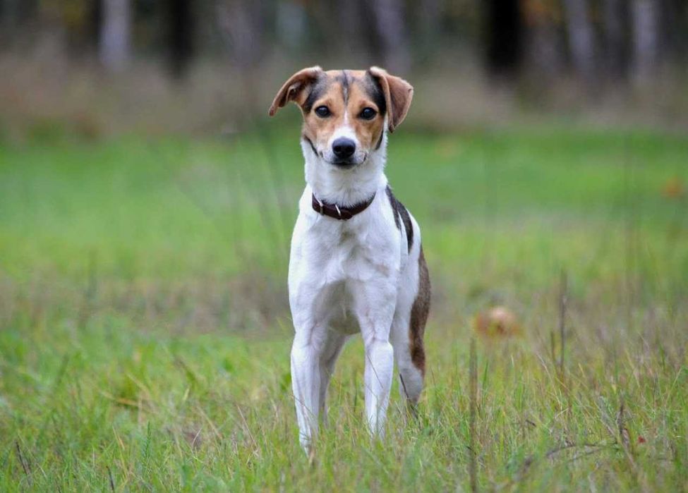 wesoła, młodziutka, nieduża sunia do adopcji
