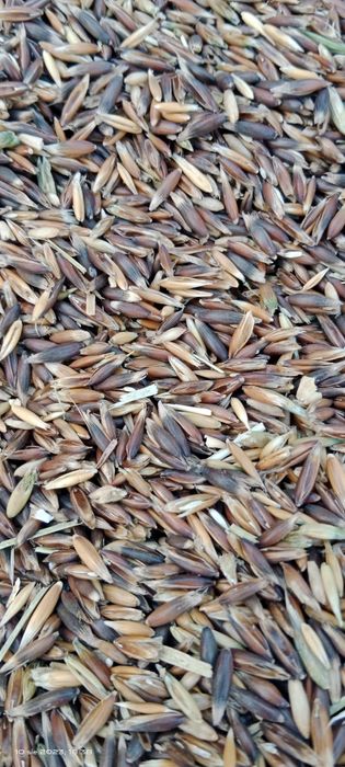 Owies czarny ładny dorodny