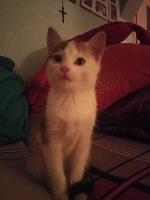 Porzucony kot szuka domu