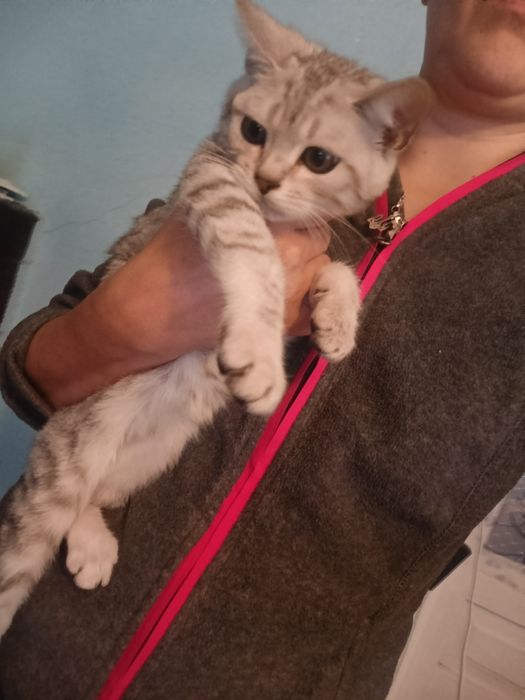 Британці кошенята