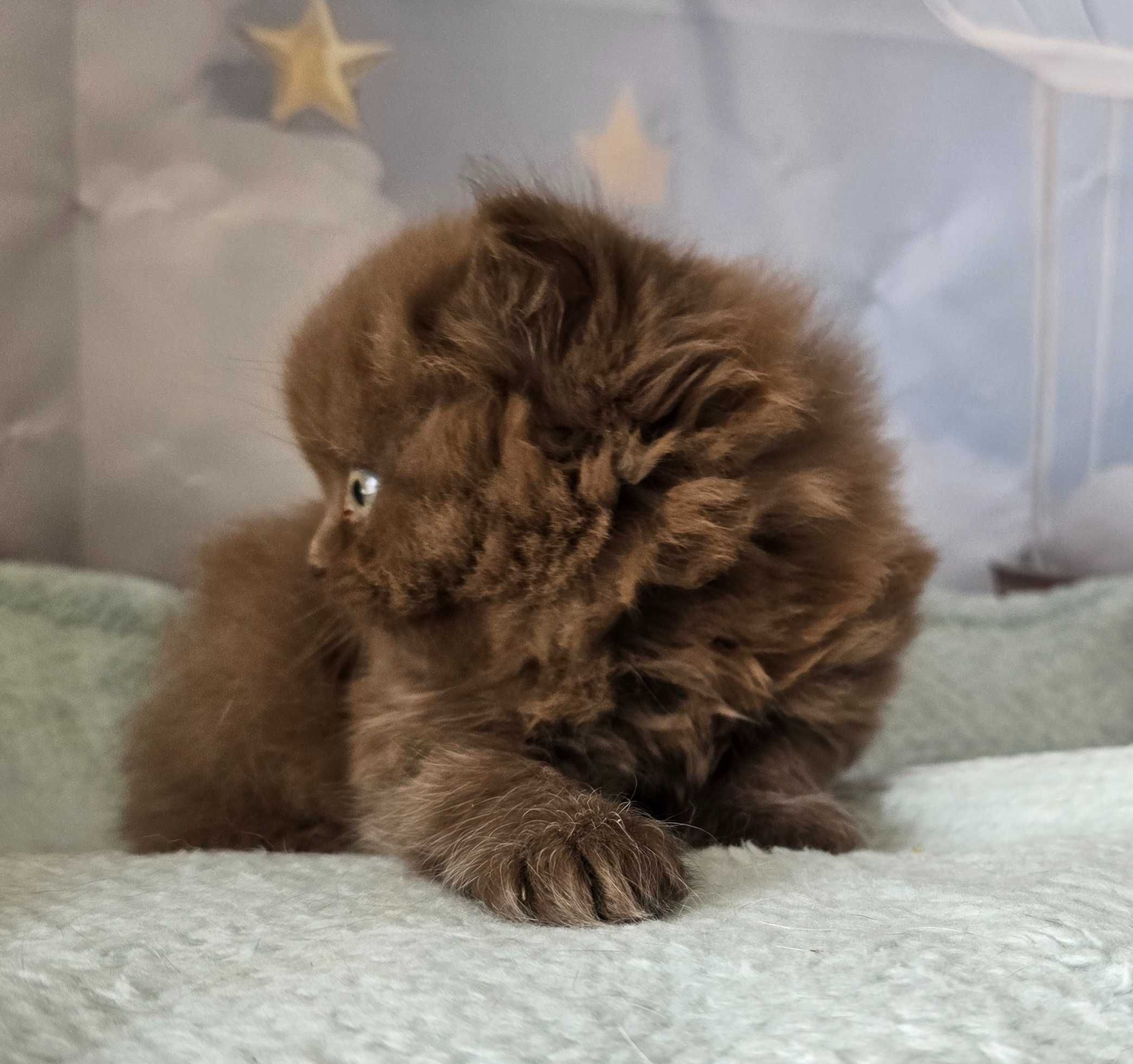 British Longhair chocolate macho com Lop