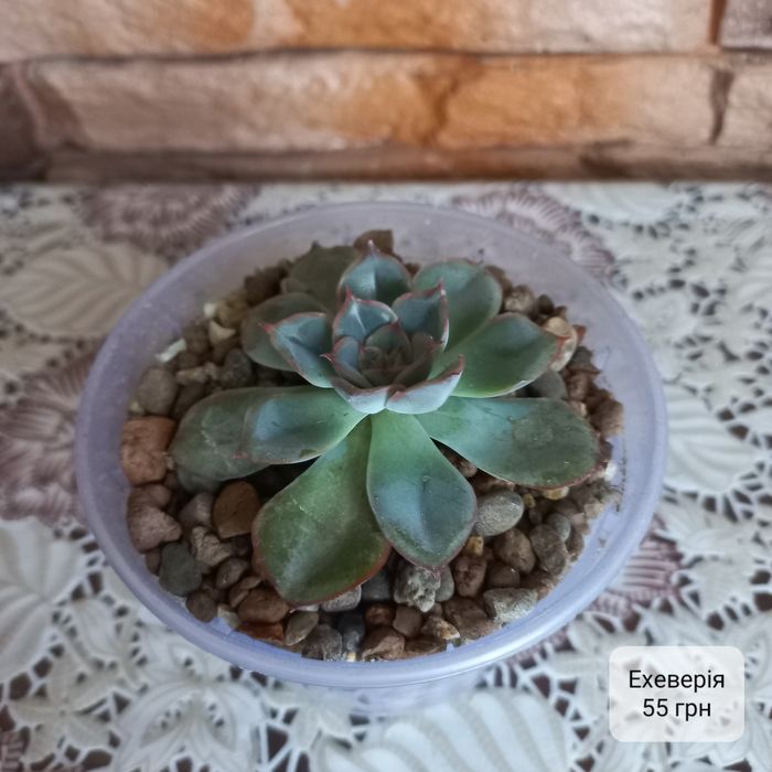 Фікус, каланхоє, сансев'єрія та інші вазони