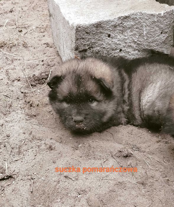 Eurasier FCI -  maluchy już gotowe do odbioru  !!!