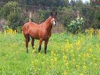 Vendo cavalo inteiro