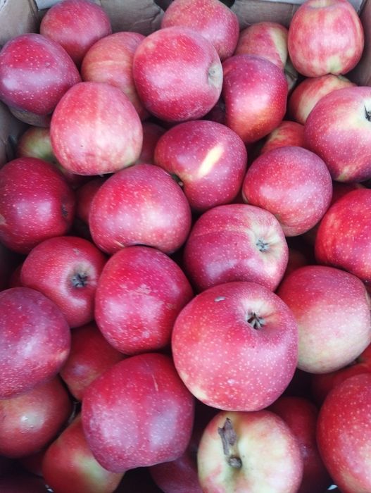Продам яблука різних сортів