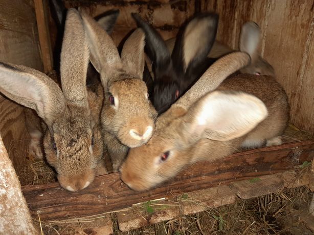 Młode króliki. Samce i samice.