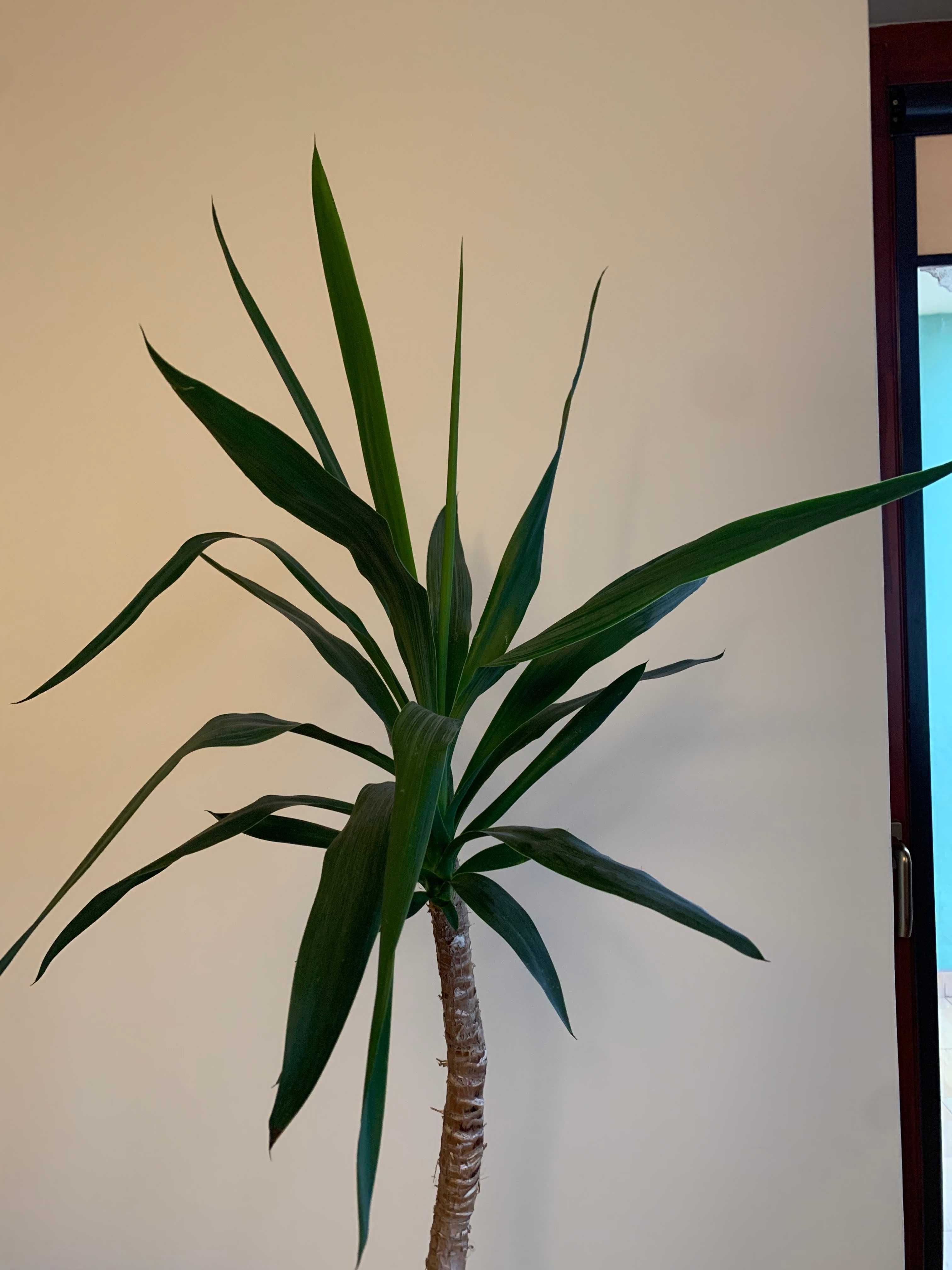 Juka yucca krępla doniczkowa domowa wys. 130 cm