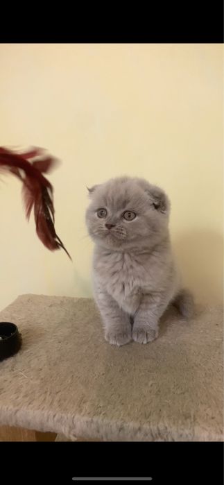 Кошенятко лілове висловухе ( дівчинка)