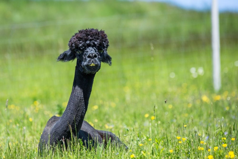 Kołdra z wełny Alpaki 100% oryginał 150, 160, 220x200 400g