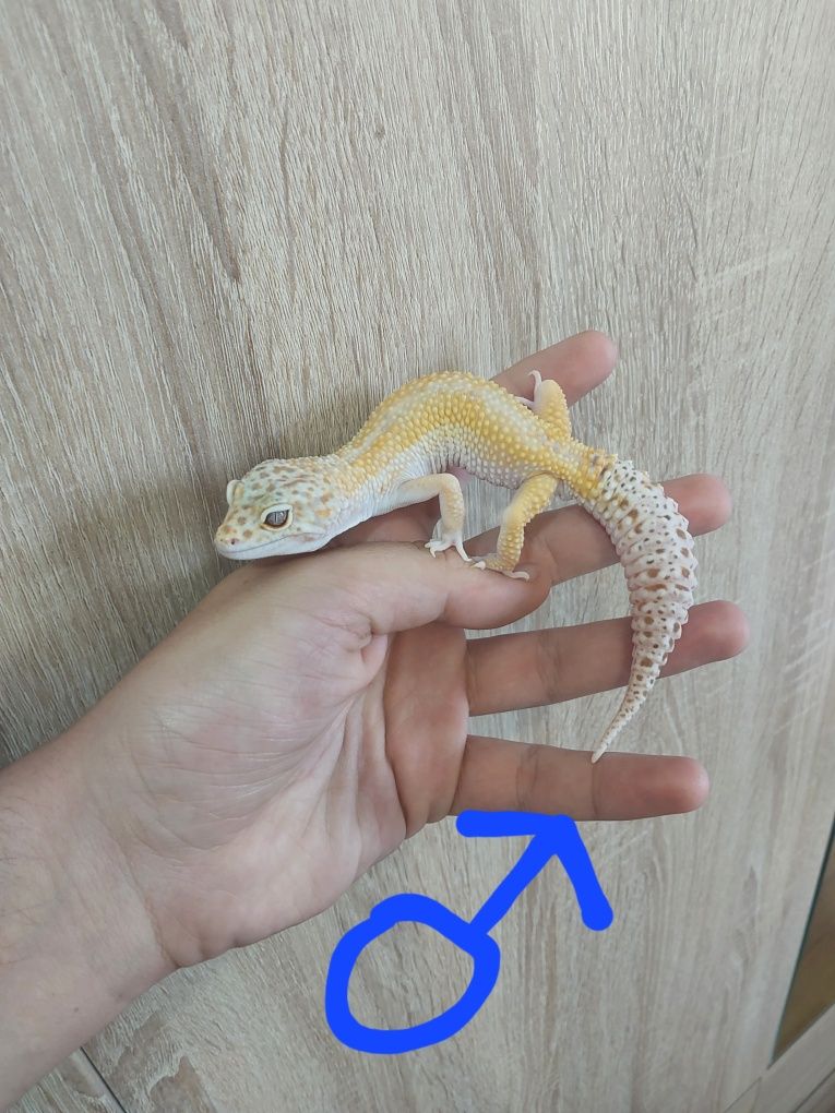 Gekony lamparcie