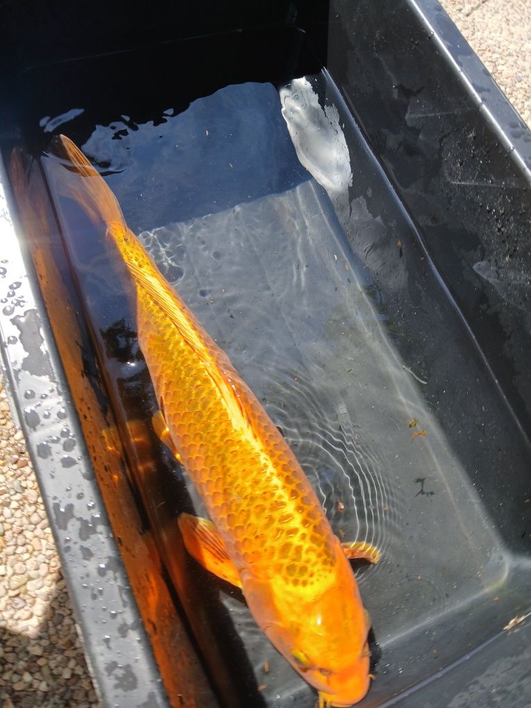Carpa koi matsuba