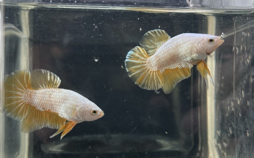 Machos betta splendens