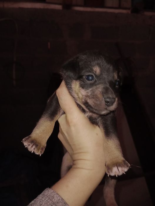 Німецький Ягдтер'єр