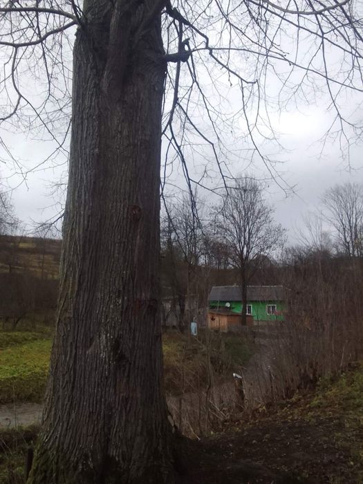 Липа пиломатеріал, на доски та різні меблі