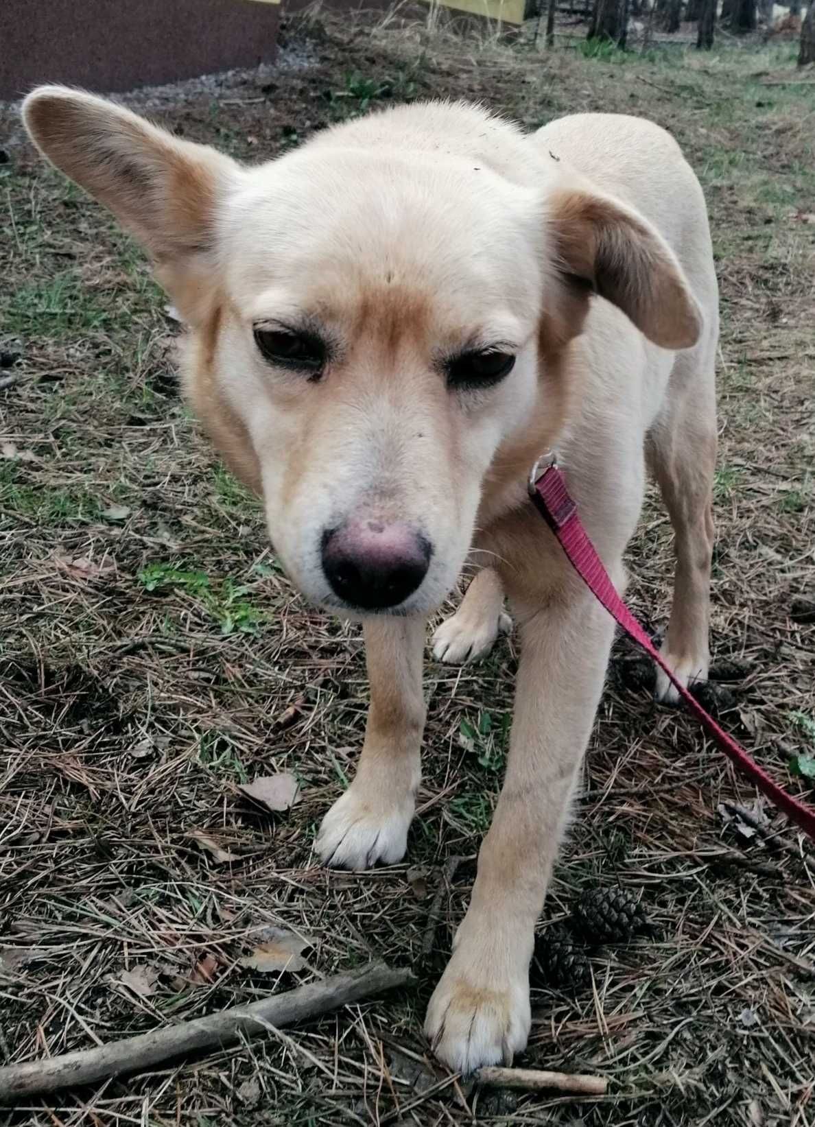 Misia-nieduża (10kg), ULEGŁA, delikatna -możliwy dowóz