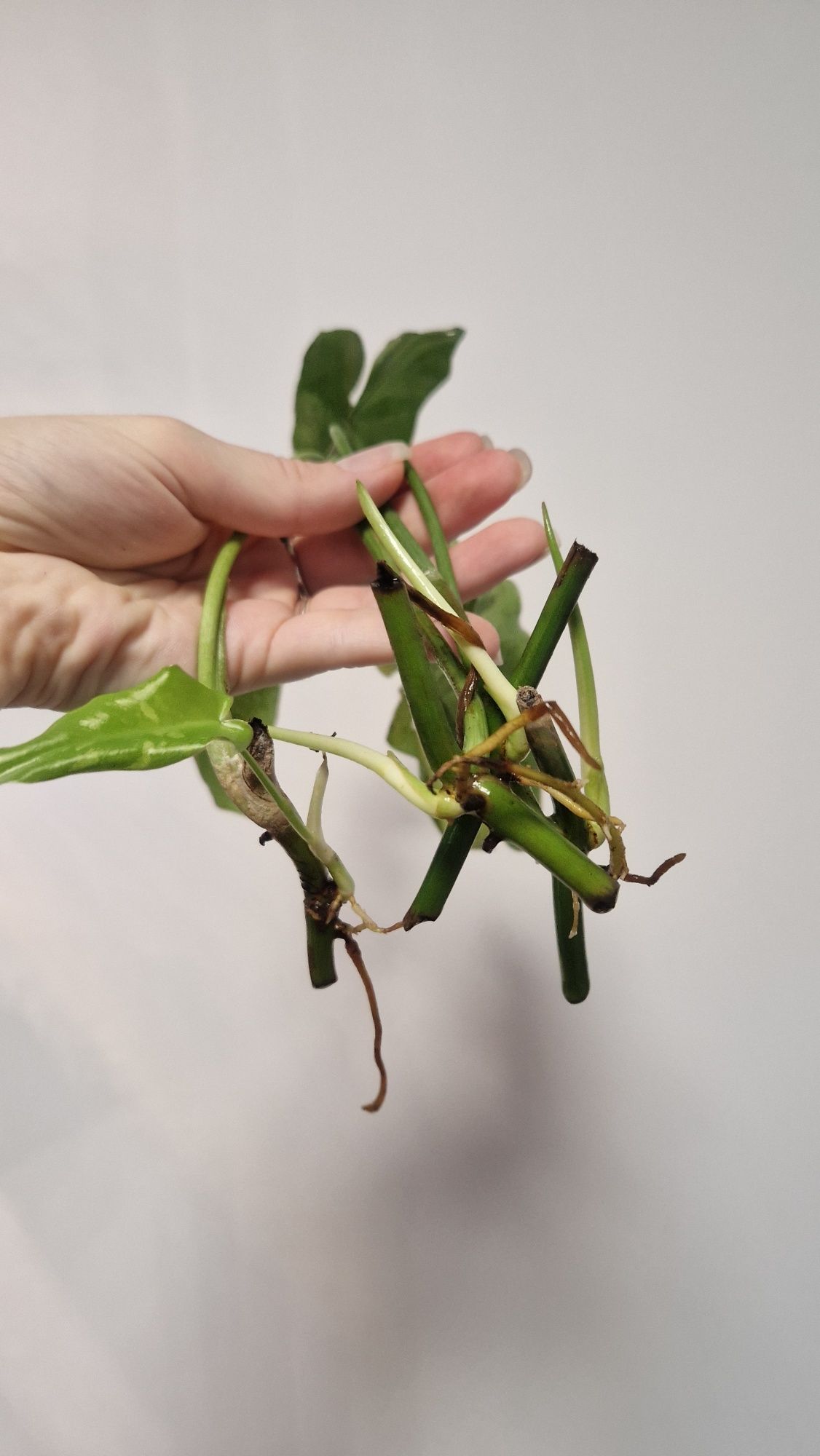Philodendron Paraiso verde, Philodendron Pedatum i inne