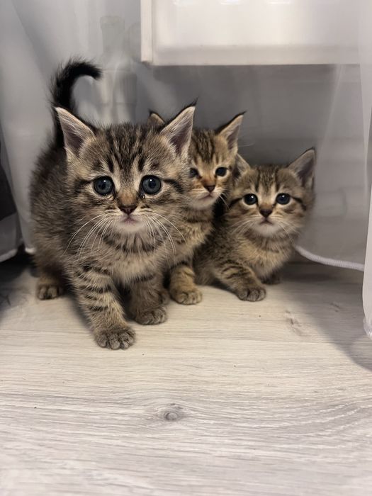 Віддам котиків в хороші руки