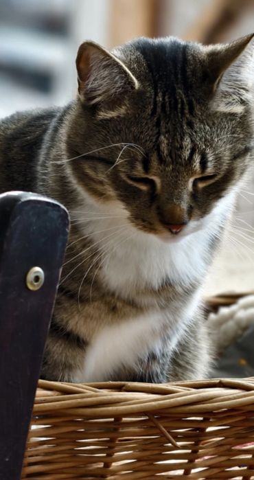 Kochany kocurek czeka na dom