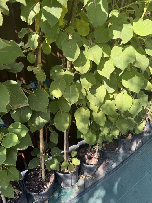 В продаже киви Италия ( Актинидия)