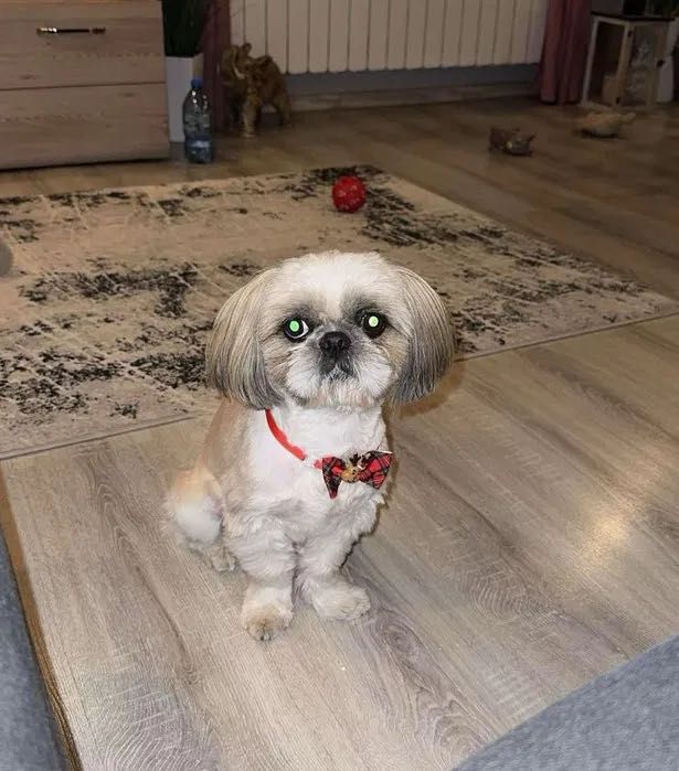 Reproduktor Shih tzu z rodowodem