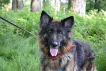 Zara w typie owczarek niemiecki ADOPCJIA