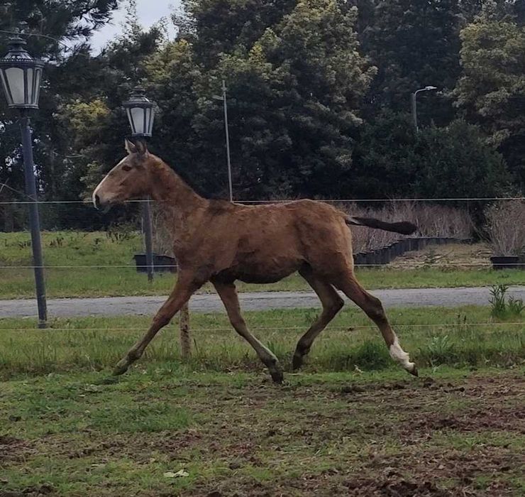 Poldro baio PSL letra U