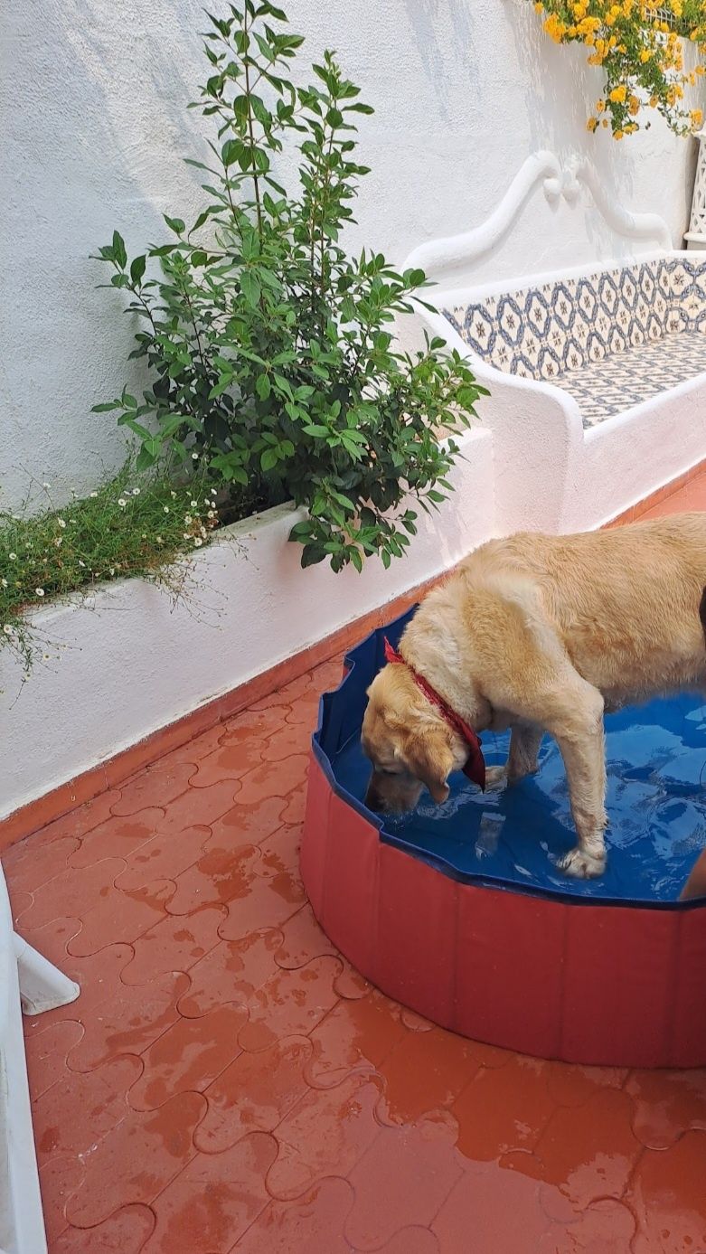 Piscina para cães