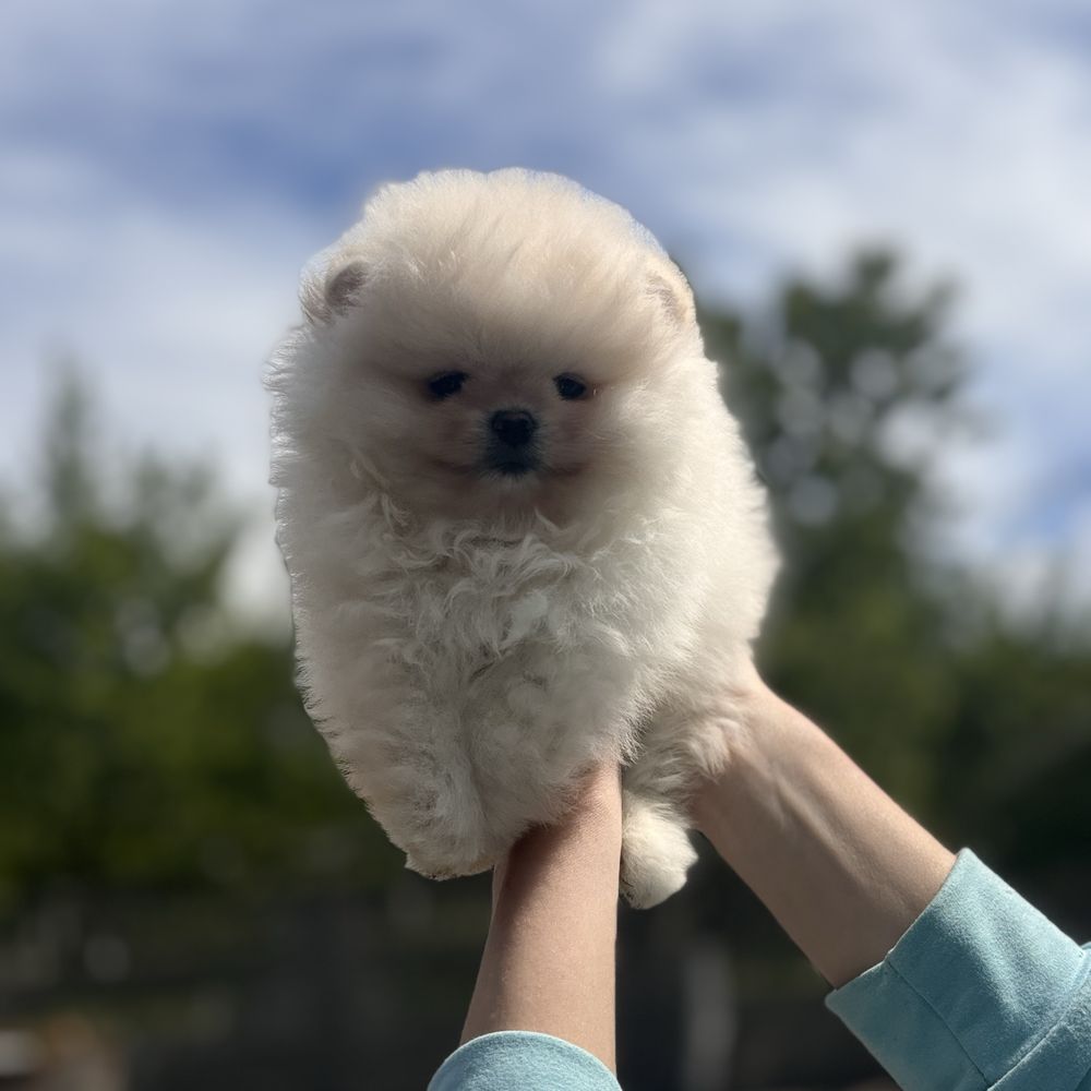 супер ведмедик шоу Классу