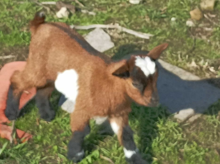 Cabritinho anão macho muito lindo