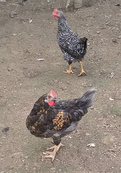 Kogutki Koguty Dominant Blue młode z maja