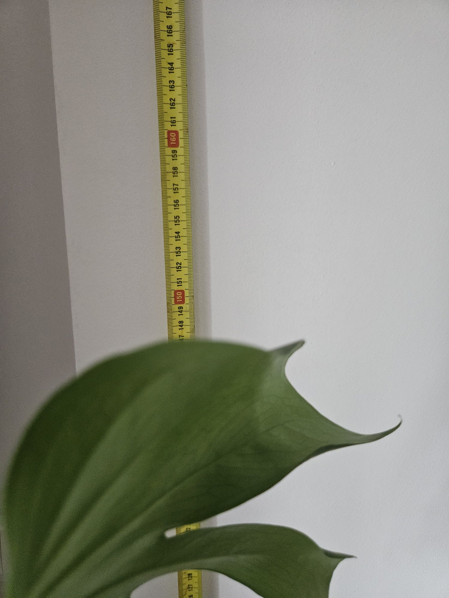 Kwiat Monstera około 147cm