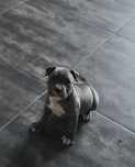 Amstaff suczka blu
