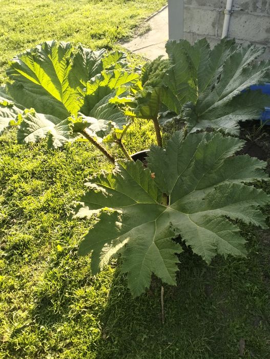 Gunnera olbrzymią Manicata