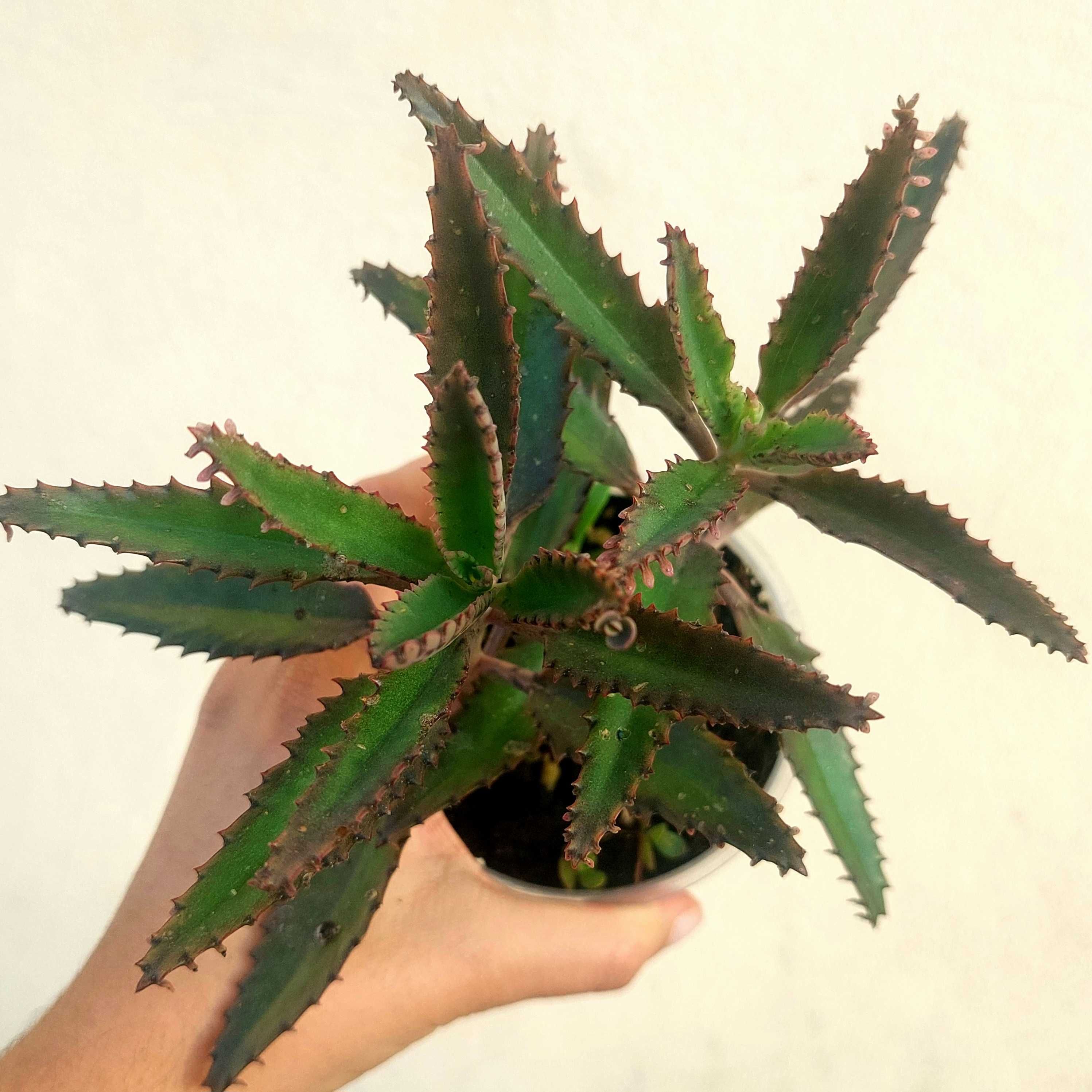 Suculentas variadas 5€