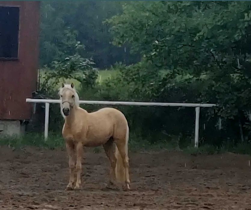 Kucyk w typie walijczyka