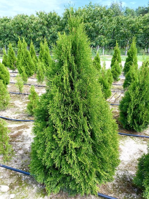 Tuja Szmaragd – gęsty, zielony żywopłot prosto od producenta!