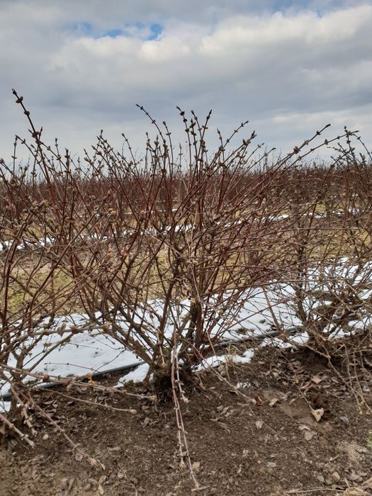 Jagoda kamczacka - krzewy / sadzonki