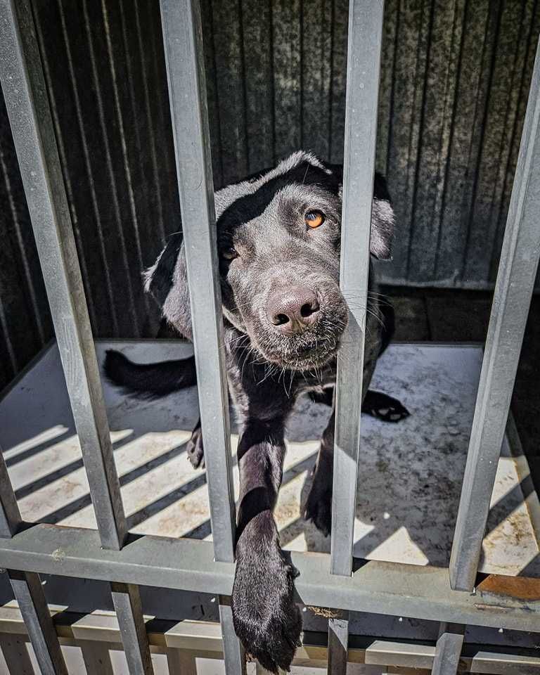 Figa , mini labrador do adopcji !