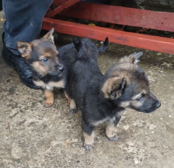 Отдам даром в добрые руки щенков метисы маленькой породы