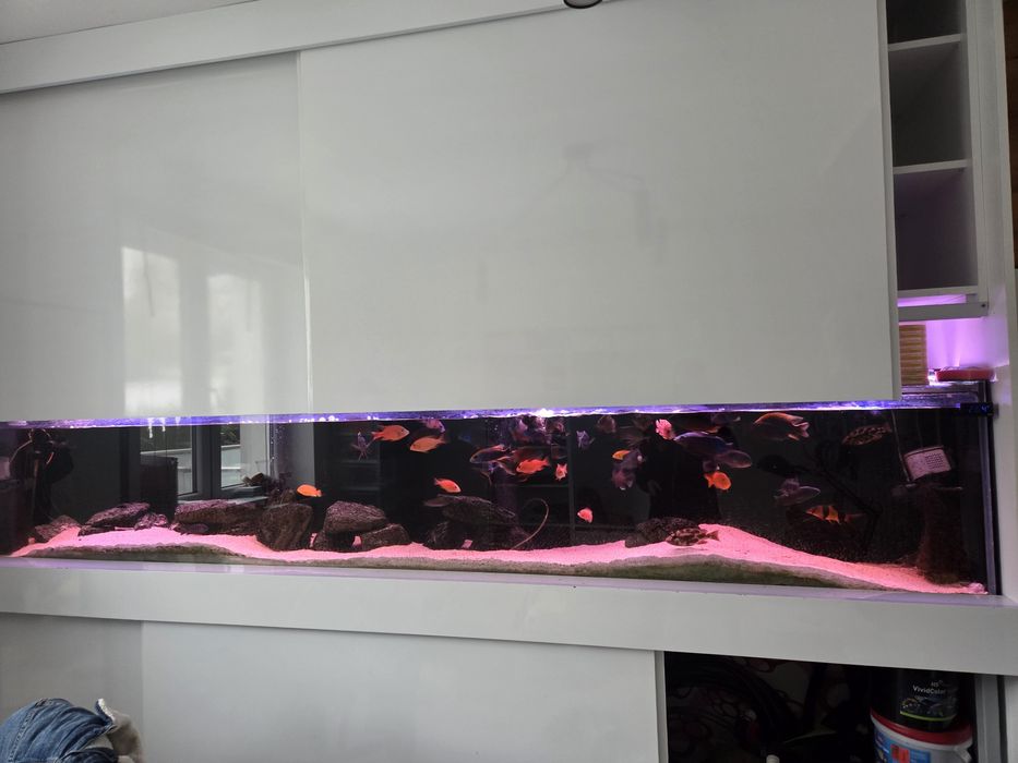 Akwarium 300cm plus filtry fx6 malawi aulonocara