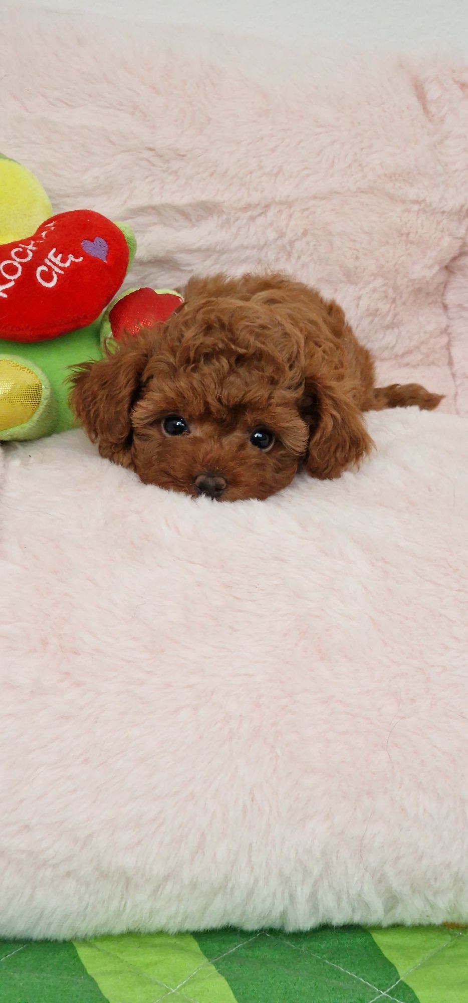 Pudel toy,  red-brown,  suczka