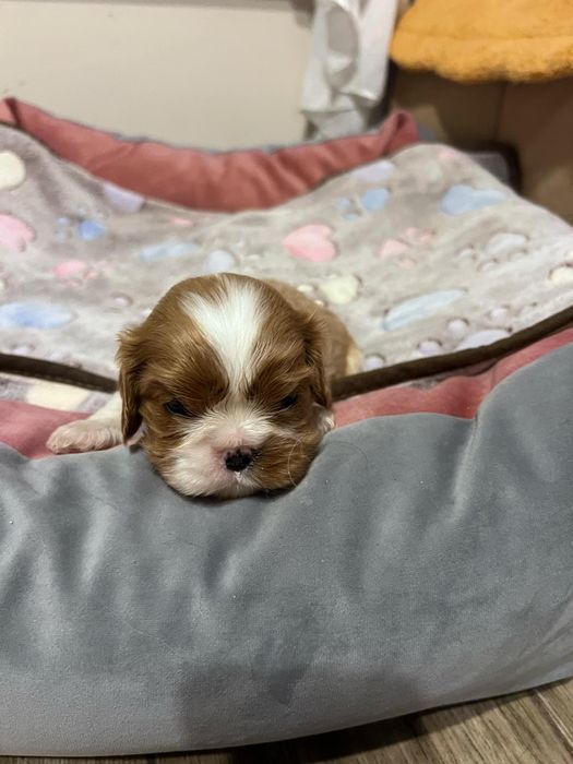 Cavalier King Charles Spaniel Zkwp FCIsuczka